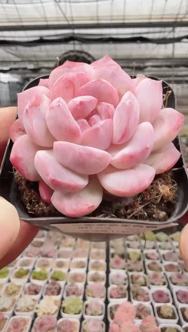 东云多肉园新款-01