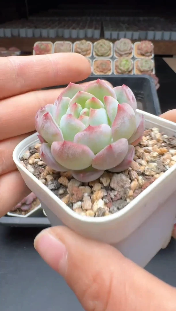 【闪购商品】945号一物一拍珍妮多肉花卉植物3颗起发