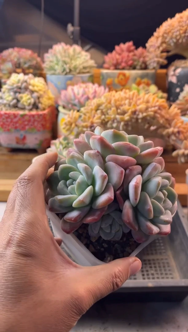 12.28-14冰玉11111111111