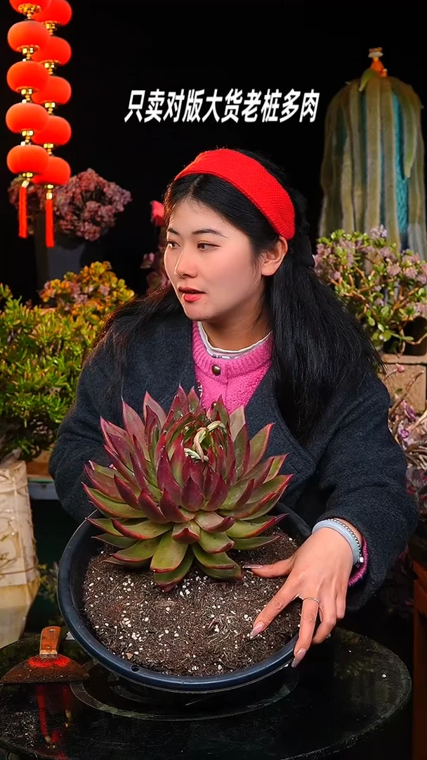 【闪购商品】单头弗兰克44号