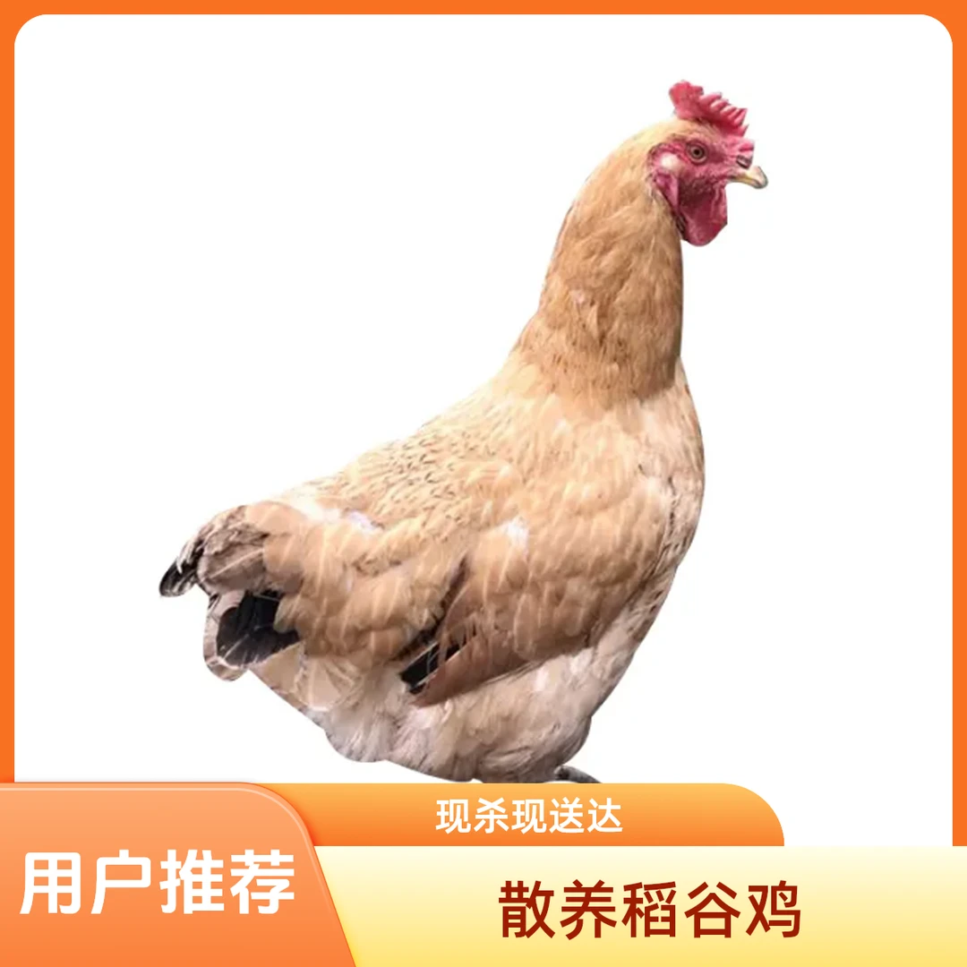 农家稻谷散养走地鸡 月子鸡 椰子鸡  直播间现点现宰 跑腿送深圳1-3小时送达烧烤食材