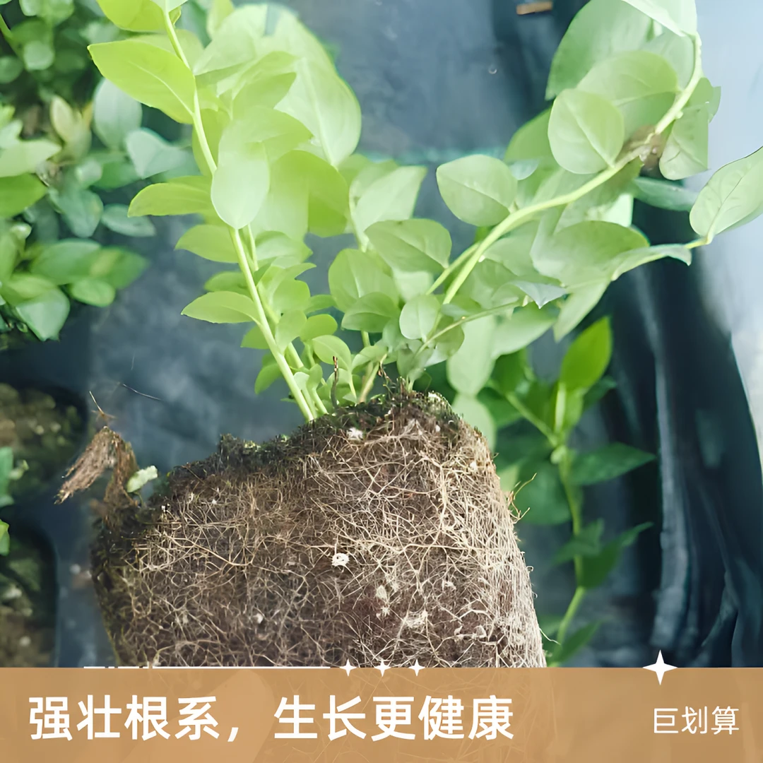 花香25原盆原土纯甜天花板钵苗庭院阳台南北皆宜组培脱毒优质脆甜