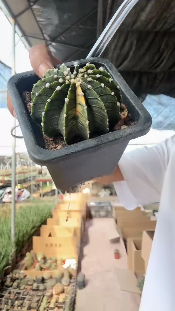 实生13棱纯肋骨带锦19.99