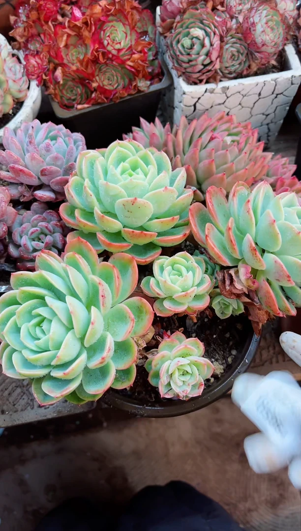 【闪购商品】05064