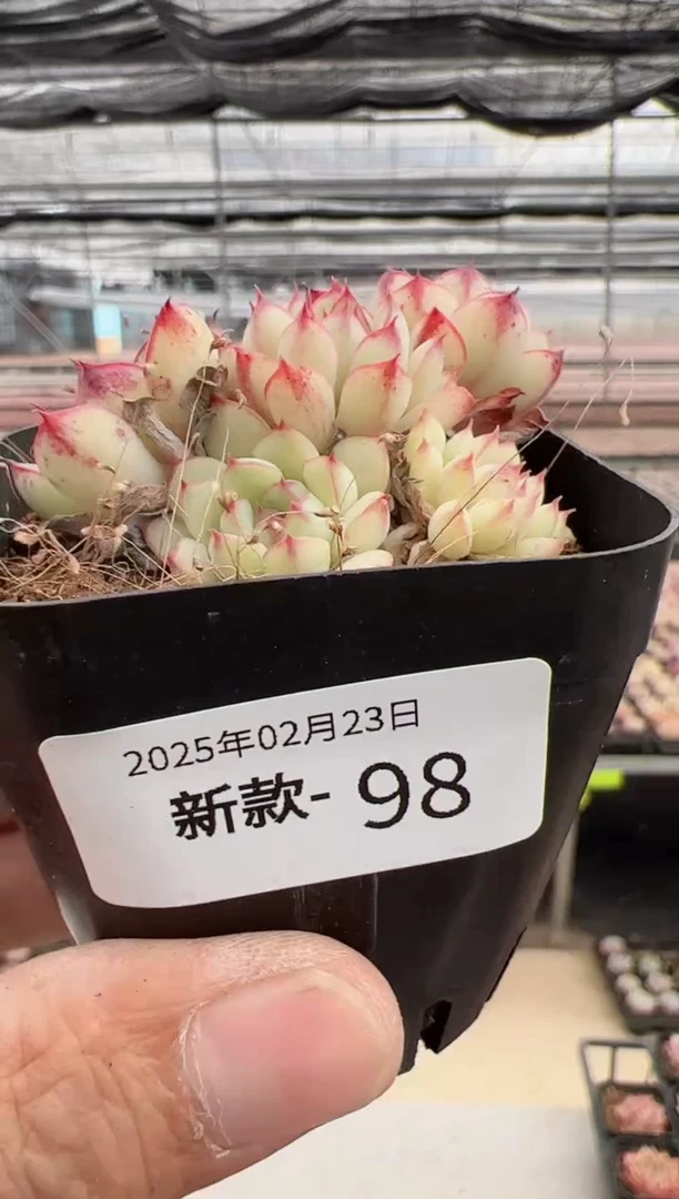 【闪购商品】新款多肉-98