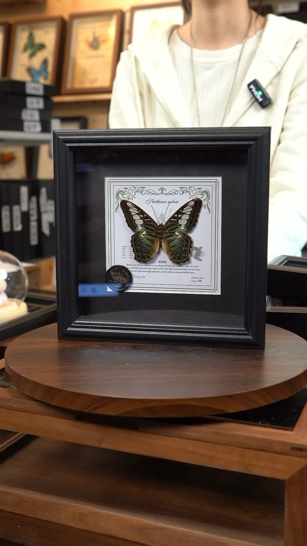 丽蛱蝶盲盒版7寸欧式方框