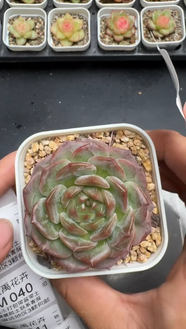 038M当天拍3颗包柚 带盆土纸巾打包 云禹花卉 珍妮多肉植物