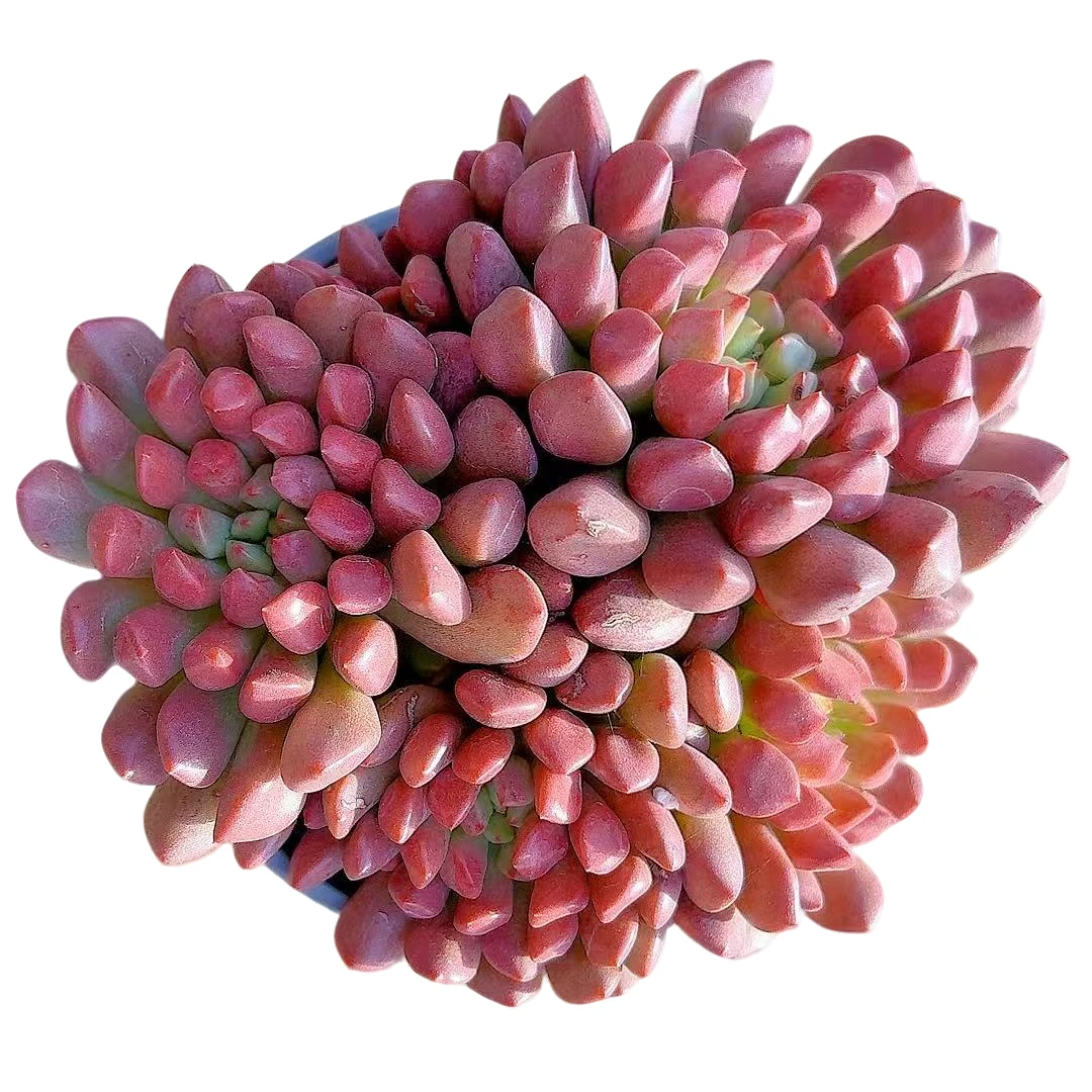 【猪猪女孩 】【满9.9包邮】星花怒放阳台露台办公多肉植物栽种养护