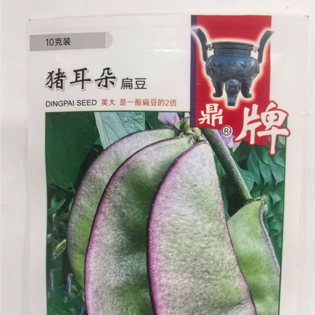 猪耳朵紫边扁红眉豆角种子猪耳朵刀豆蔬菜
