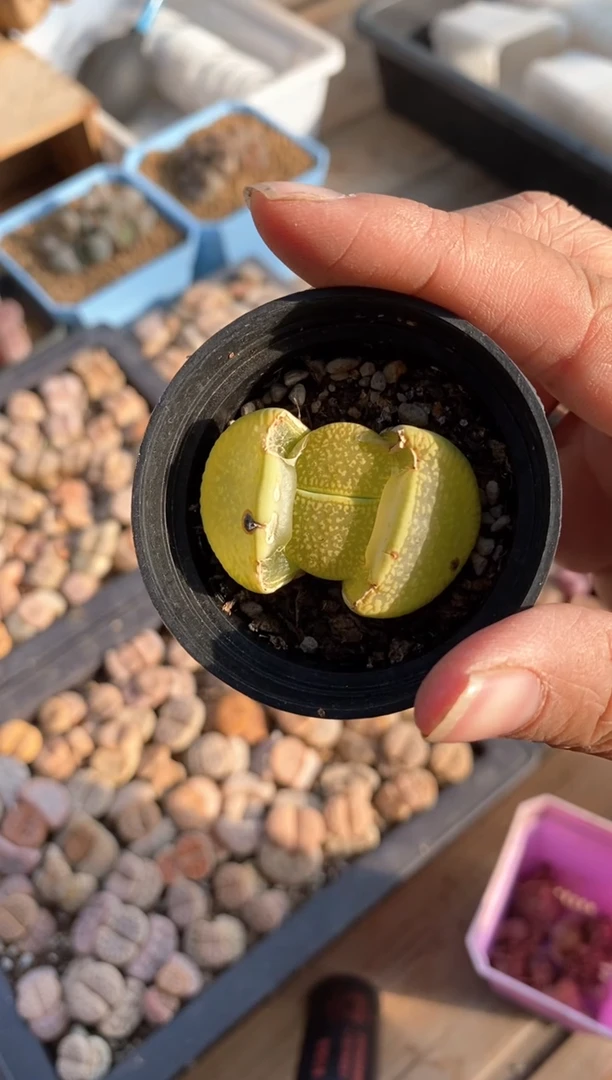 【闪购商品】7778直播一物一拍