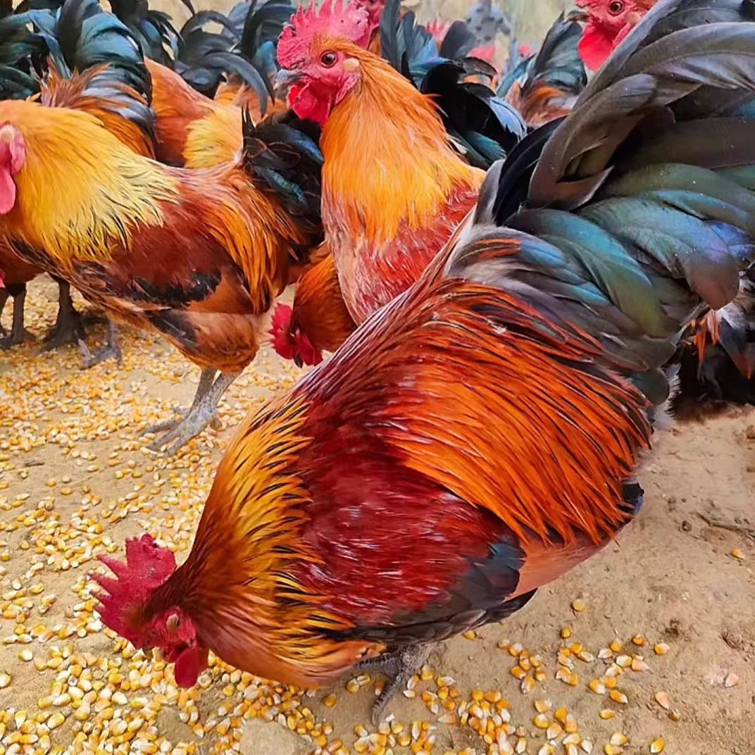 蓟县散养大公鸡，运动量大，食谱干净，营养更健康更好吃