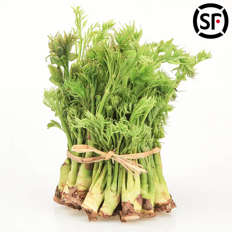 溪味道东北新鲜刺嫩芽野生陆地刺嫩芽刺龙芽刺老芽山野菜刺老包