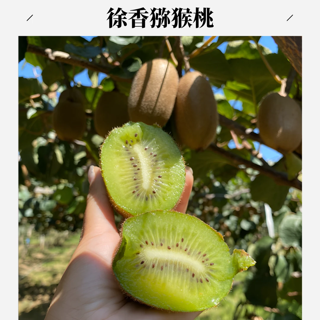 chuziyuan/楚秭源徐香猕猴桃新鲜水果应当季绿心奇异果整箱包邮