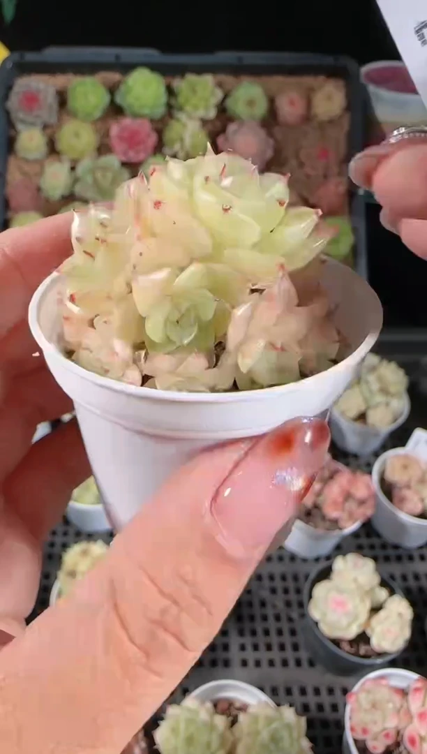 1205-201多肉群生不包整