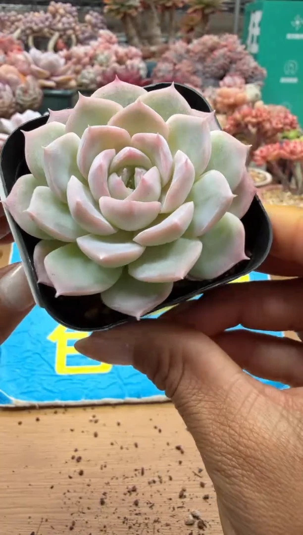 东云多肉园二店-145