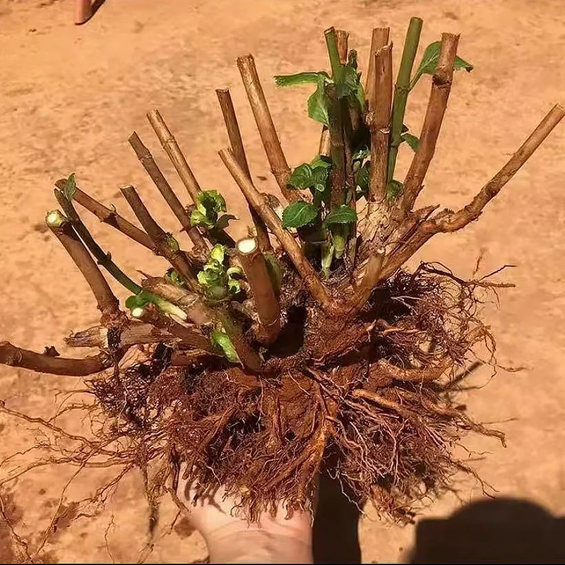 绣球花苗老桩大苗种植超长花期易养护阳台带花无尽夏花园耐寒盆栽