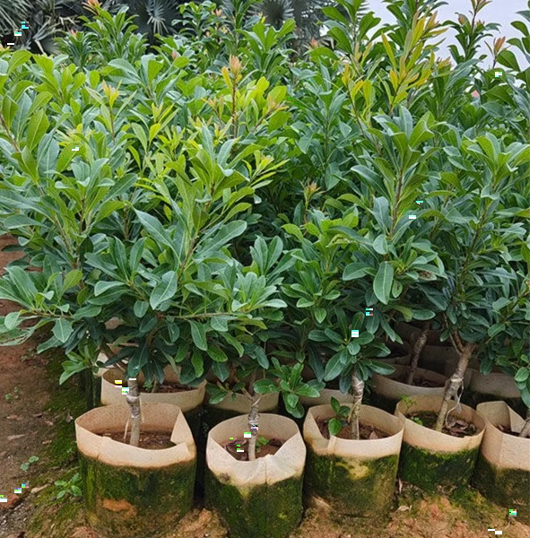 两福利年仙居杨梅苗】嫁接东魁 黑炭杨梅树杨梅苖南方种植果树杨梅