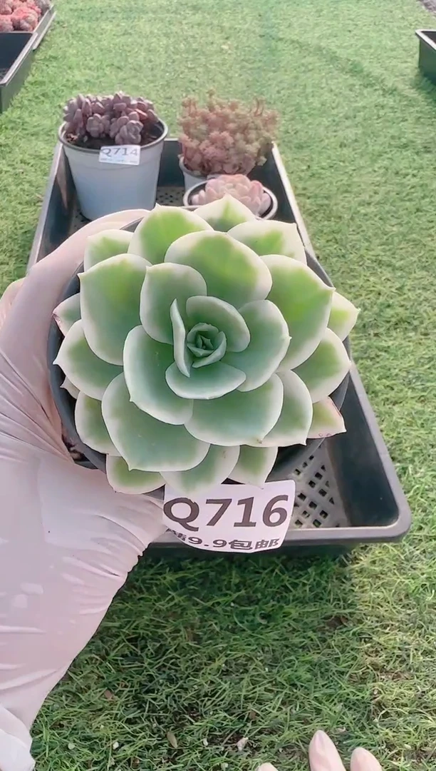 【闪购商品】梦会多肉一物一拍