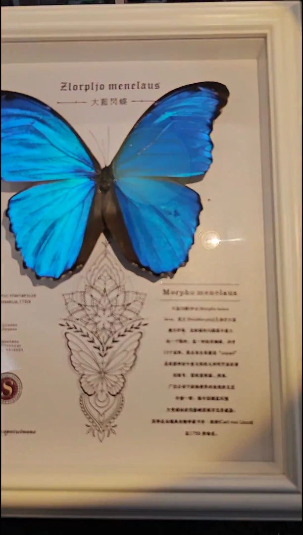 蝴蝶标本一物一拍