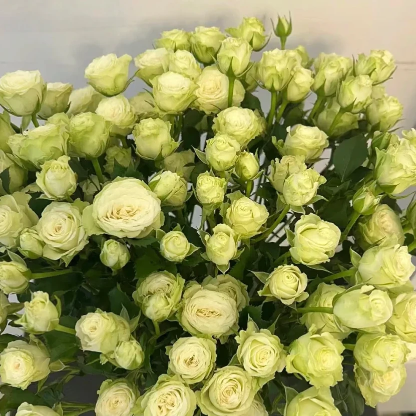 10支繁星多头玫瑰 云南鲜花玫瑰直发 批发零售基地