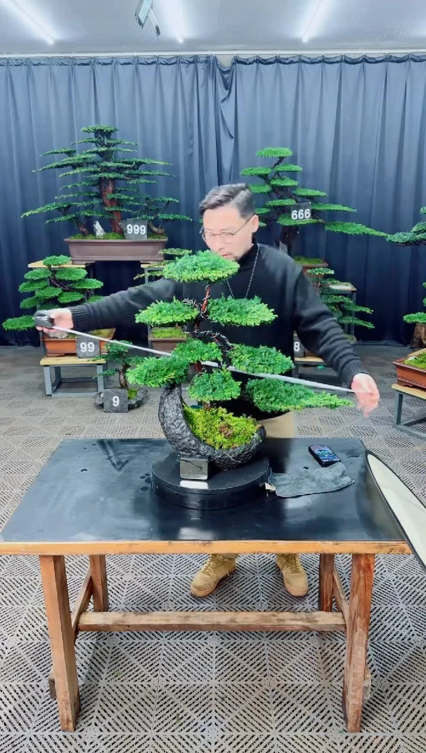 无花朵盆景......