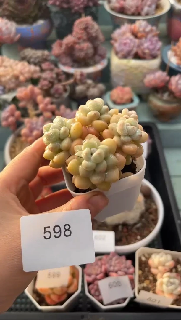 598群生泡泡糖多肉