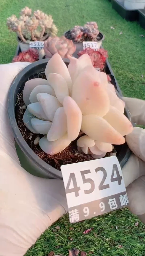 【闪购商品】信福多肉一物一拍