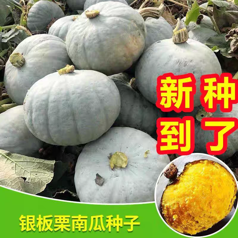 【银栗南瓜种子】早熟甜糯南瓜种子地爬春播四季南瓜种子板栗南瓜籽