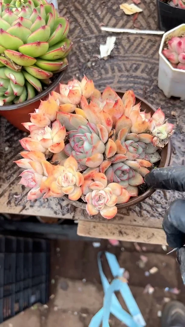 ?**阳多肉植物一物一拍03361