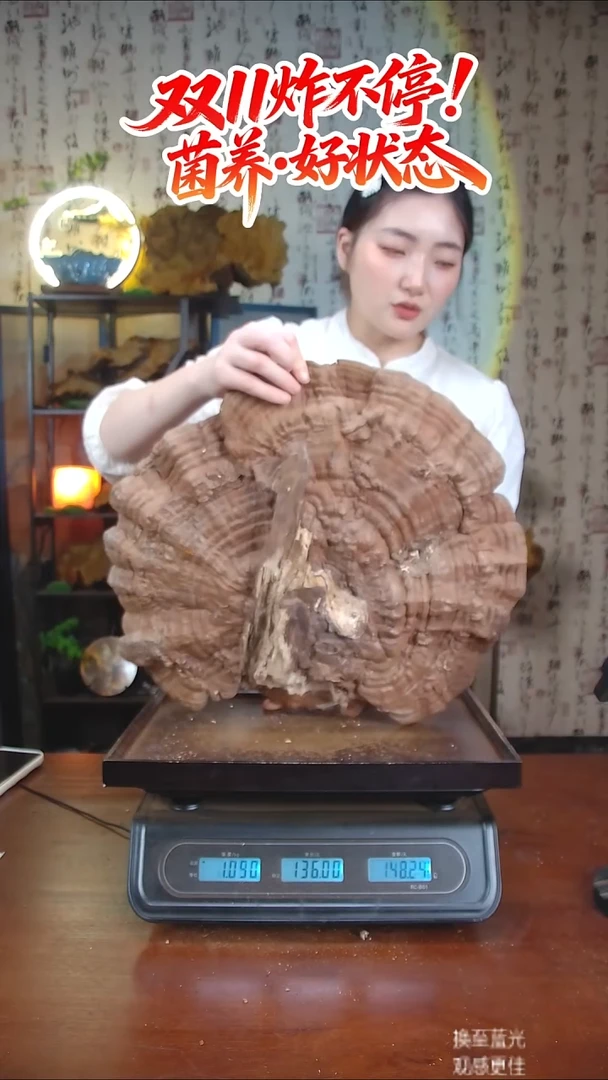 平盖灵芝中国大陆【藏区 野生】树舌灵芝（2.67斤）30-40年份