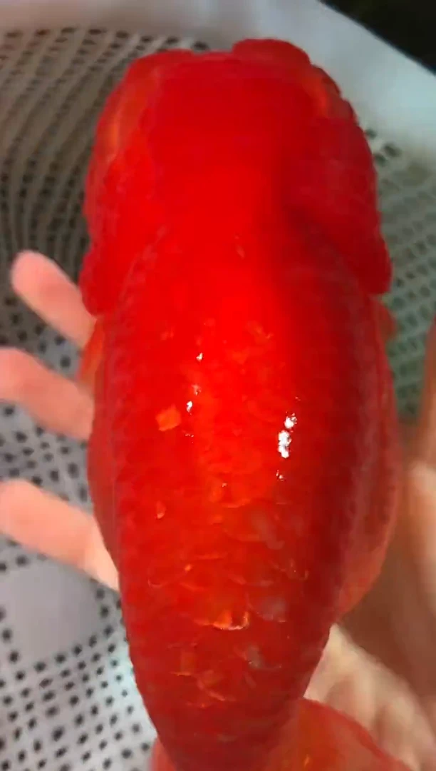 金鱼（运费自理，马印灯照射）福州追鱼兰寿金鱼