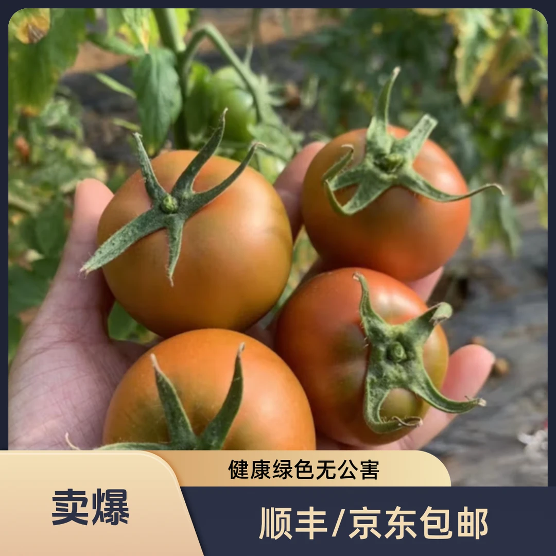 【拍3斤送1斤】次日达 铁皮草莓西红柿 小时候的味道 水果番茄源头直发草莓番茄北京市
