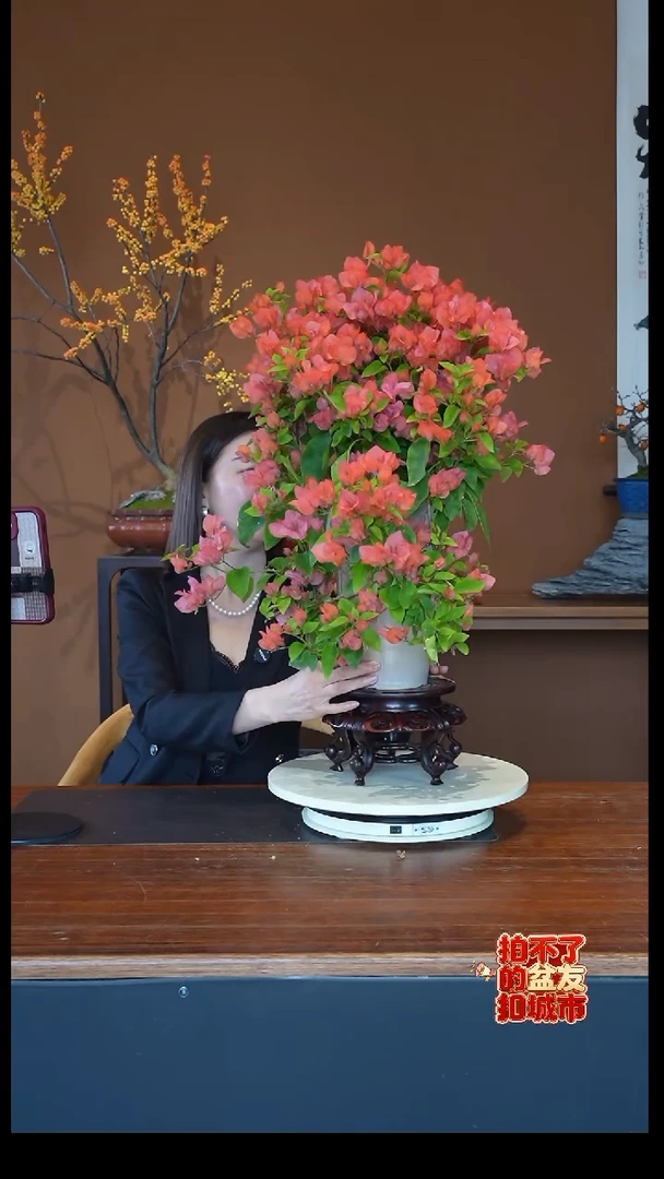 全部花朵阿达娜三角梅盆景盆景