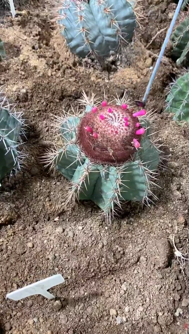 碧云一颗带刺直径20公分左右