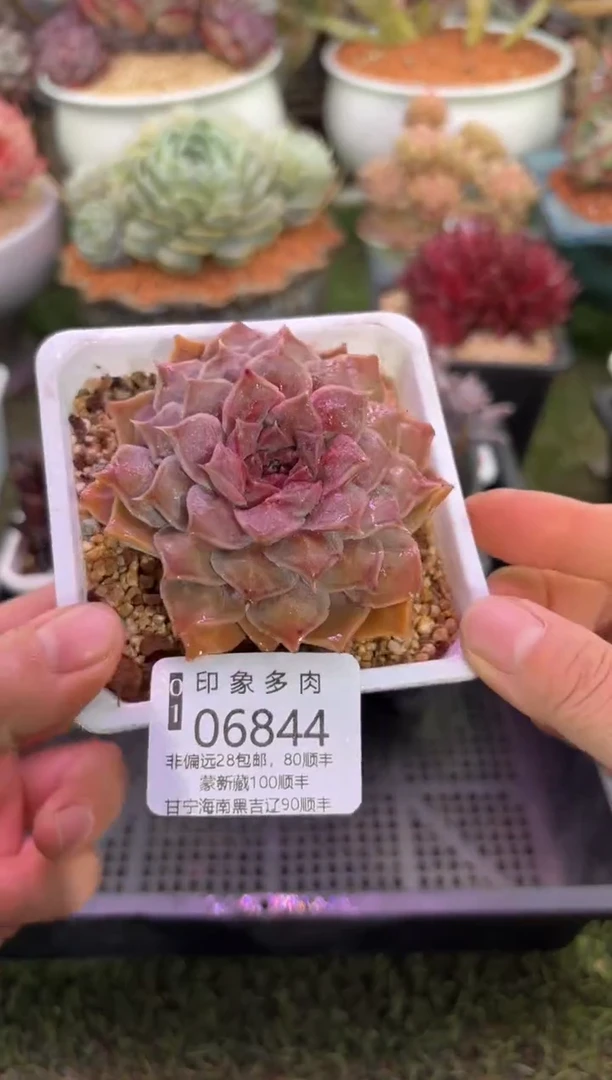 【闪购商品】06844