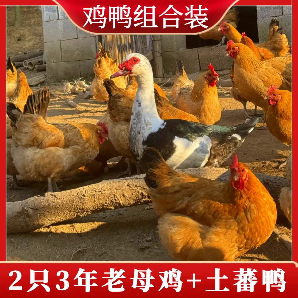 【喜宝家】 2只2.5斤3年黄油老母鸡+1只4斤番鸭 3只总重9斤以上