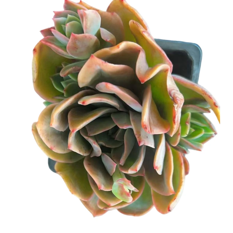 百荟（两单包邮）绮罗仙子多肉植物 脱土发货