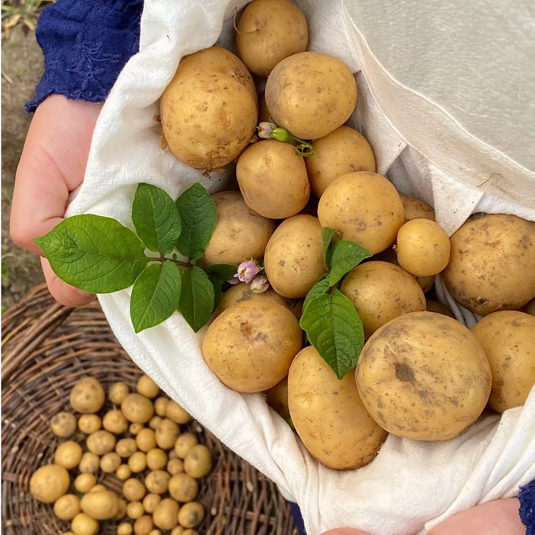 【5斤装】贵州黄皮黄心土豆5斤装马铃薯新鲜软糯香现挖土豆小果