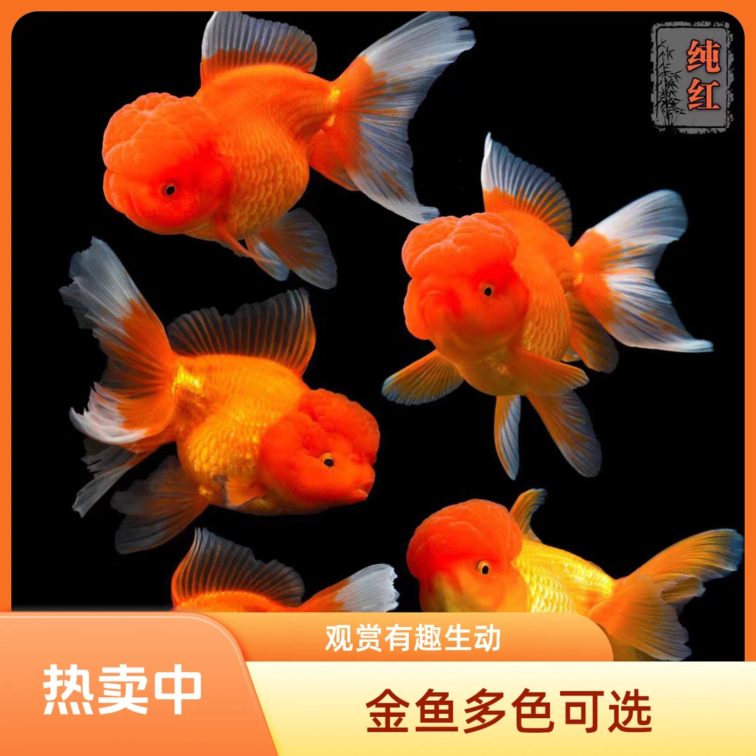 鸿运当头红狮金鱼淡水冷水好养金鱼观赏鱼观赏鱼
