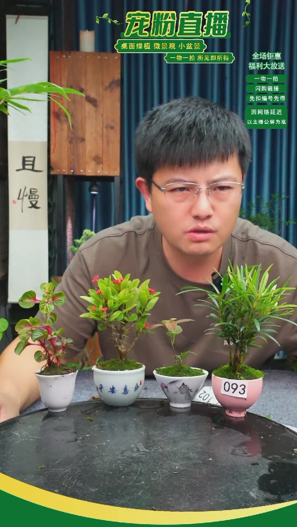 无花朵暖*苔藓微景观093号