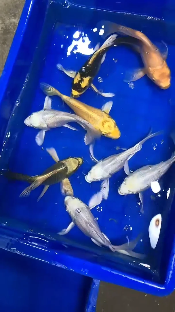 蝴蝶鲤蝴蝶鲤直播选鱼专用链接