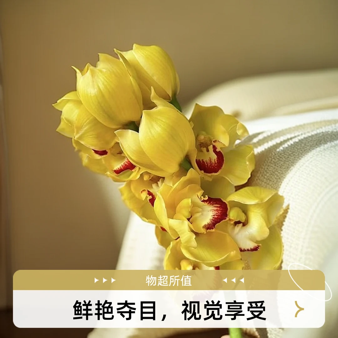 3A级大花蕙兰-【3A精品黄金岁月】黄花红心落地款【原盆发中通】