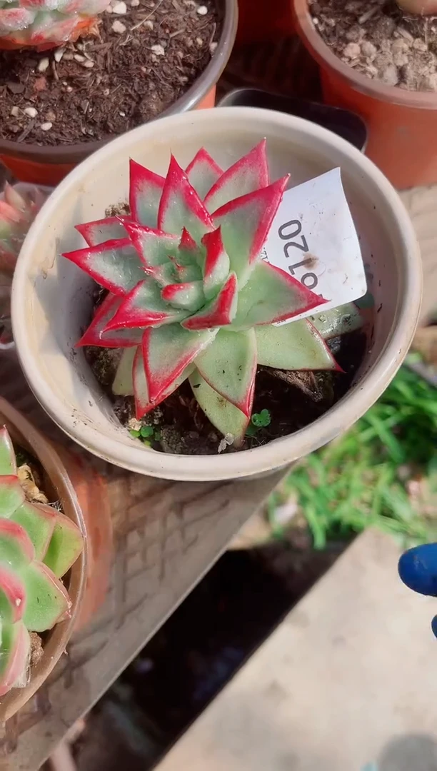 胡*侠跃跃精品多肉16120