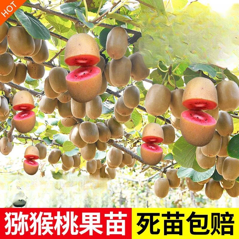 红心猕猴桃树果苗徐香软枣猕猴桃树苗当年结果南北方种植嫁接果树