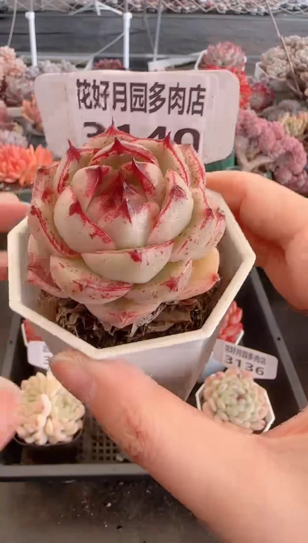 【闪购商品】3140.