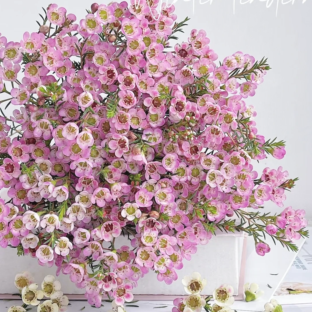 【粉色腊梅】全场鲜花任意拍2单送配草 云南鲜花水养插花鲜切花礼物