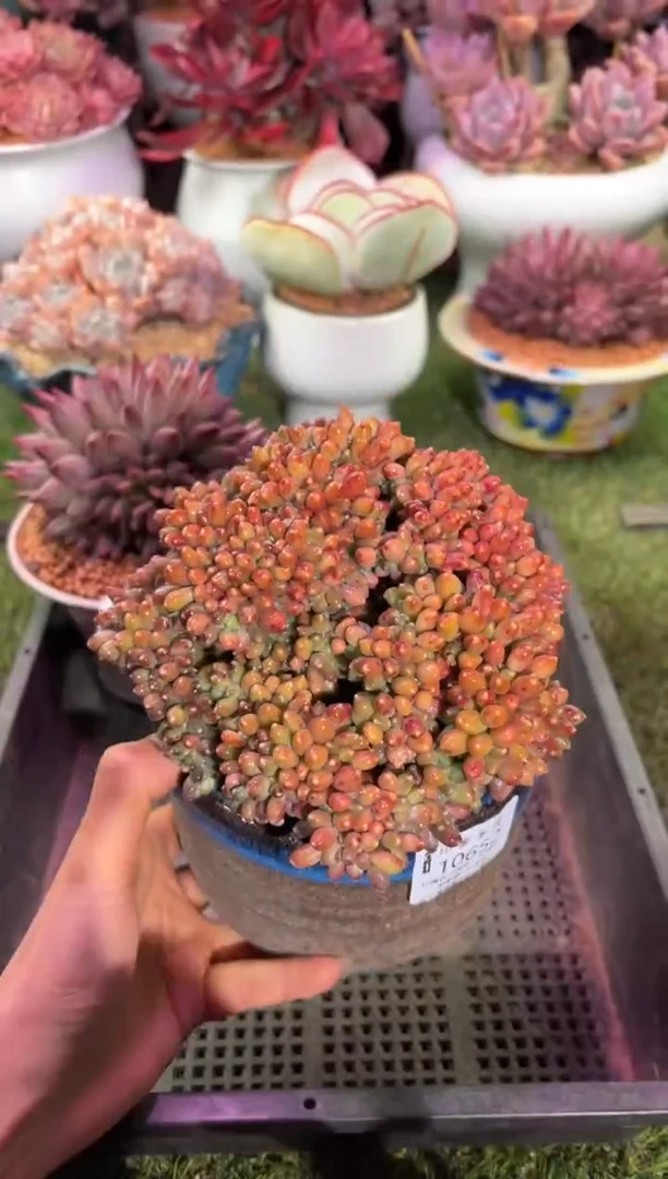 【闪购商品】10652