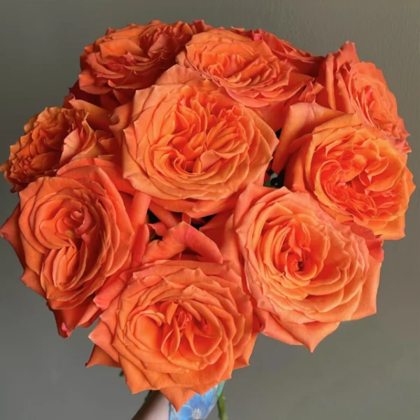 【秦小胖】国王日 单头玫瑰 （注意：特殊花材，收到带包装醒花)