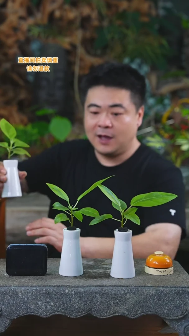 当前无花栽培后可以开花33富贵榕瓷器瓶T