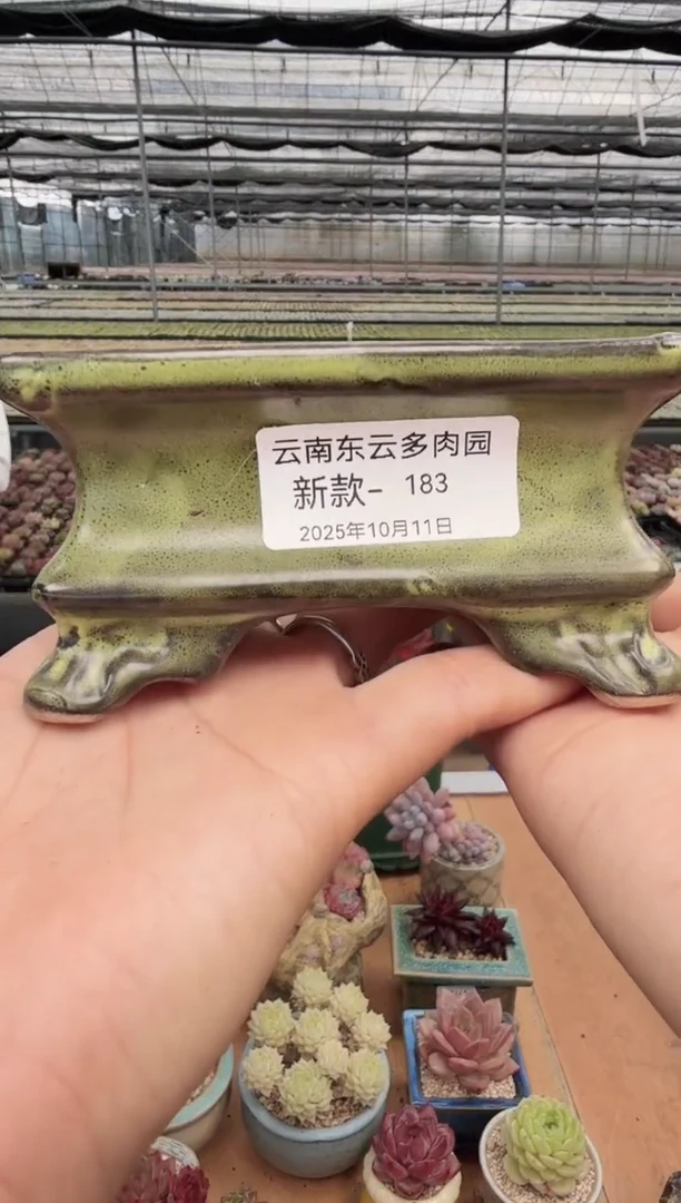 东云多肉园新款-183